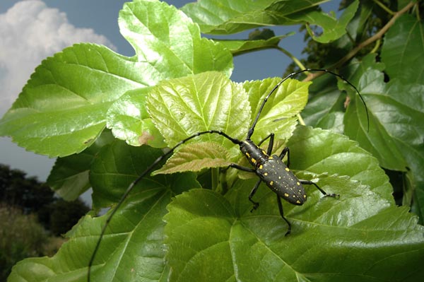 キボシカミキリ