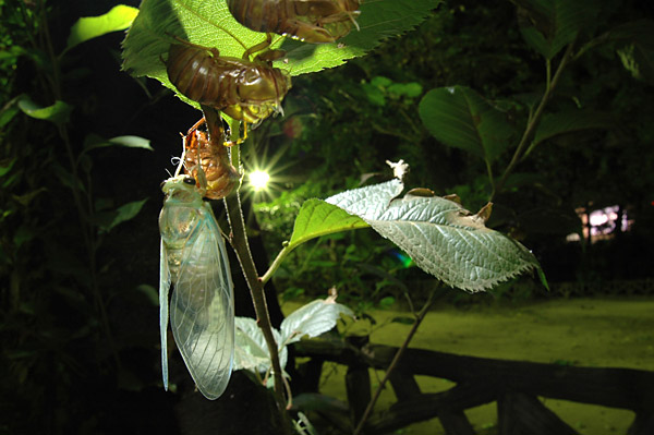 ミンミンゼミの羽化