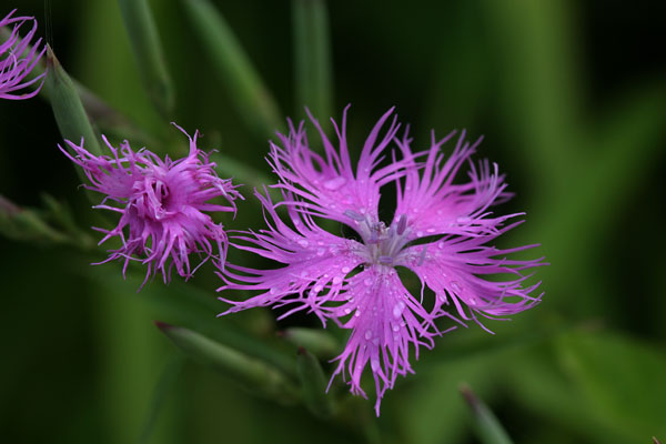 カワラナデシコ