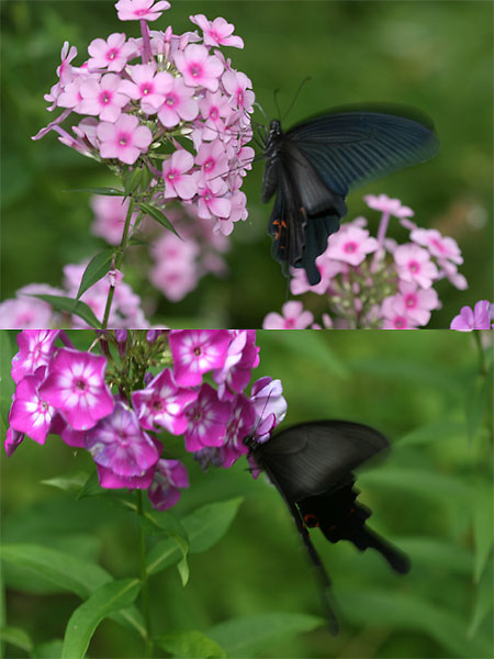  クロアゲハとオナガアゲハ