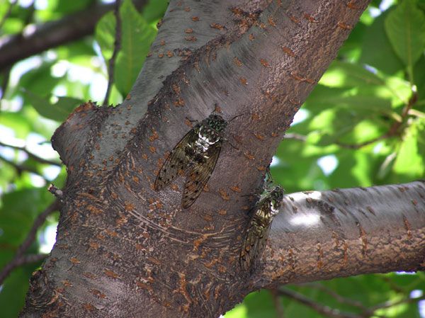 九段のミンミンゼミ