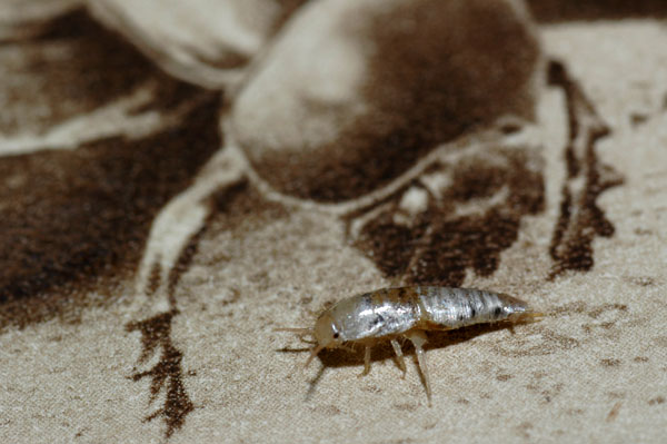 本の虫（シミ）