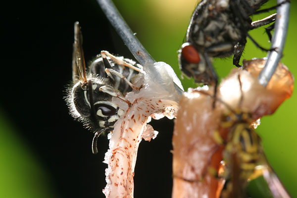 久しぶりのクロスズメバチ