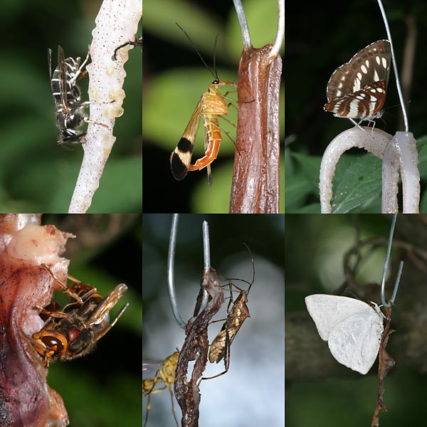 イカの仕掛けに集まる虫たち