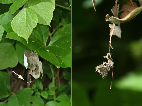 コミスジの幼虫