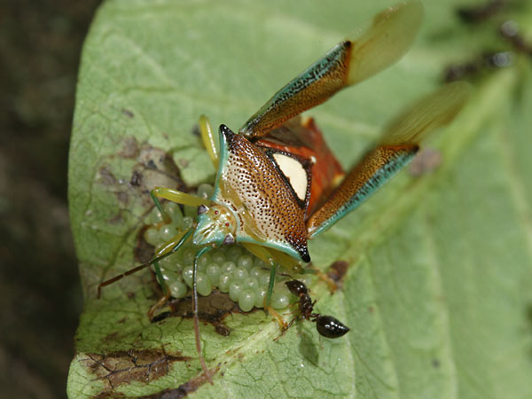 エサキモンキツノカメムシの抵抗