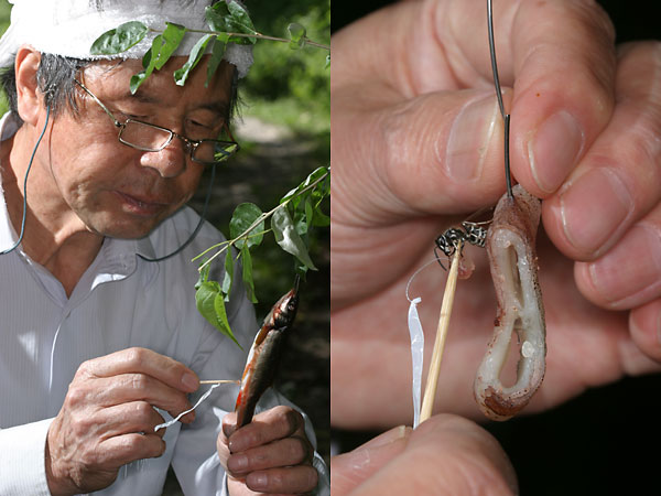 ハチ追いは失敗