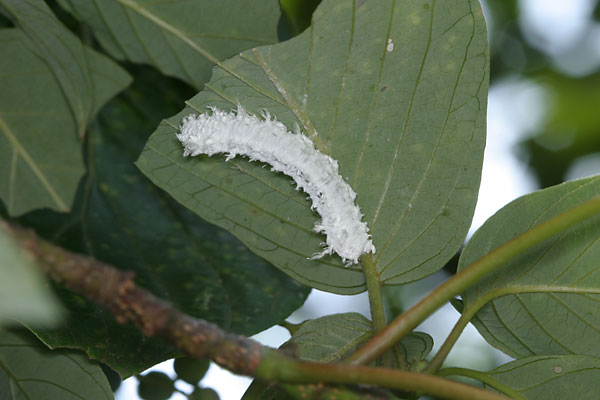 アゲハモドキの幼虫