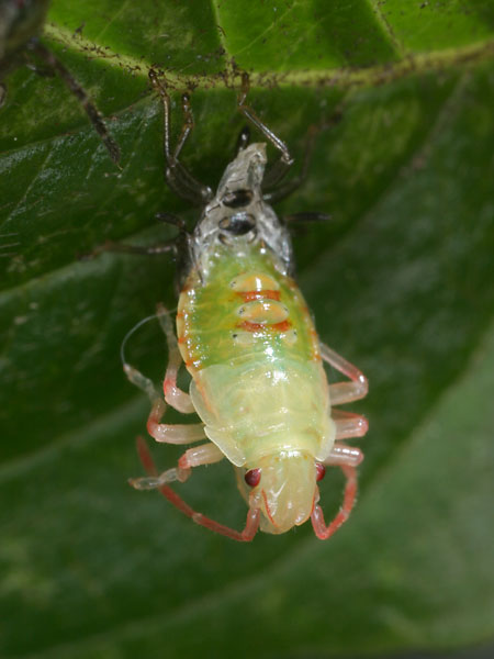 エサキモンキツノカメムシ　幼虫の脱皮