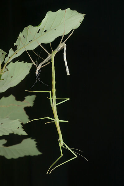 エダナナフシの羽化