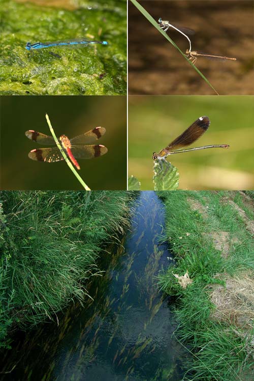 フランスのトンボ（南フランス日記）