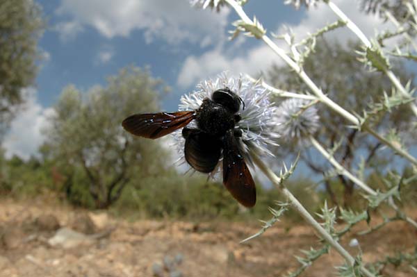 クマバチ（南フランス日記）
