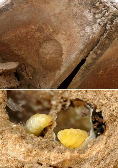 スズバチの巣（南フランス日記）