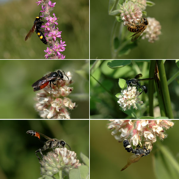 様々なハチ（南フランス日記）