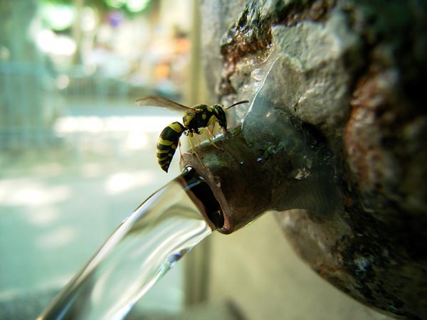 ドロバチの水飲み（南フランス日記）