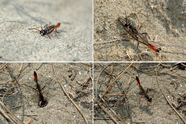 ジガバチ（南フランス日記）