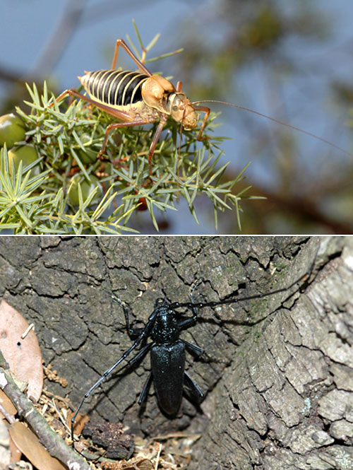 カシミヤマカミキリとコバネギス（南フランス日記）