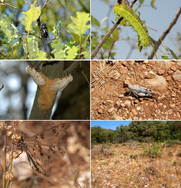 荒れ地の虫（南フランス日記）