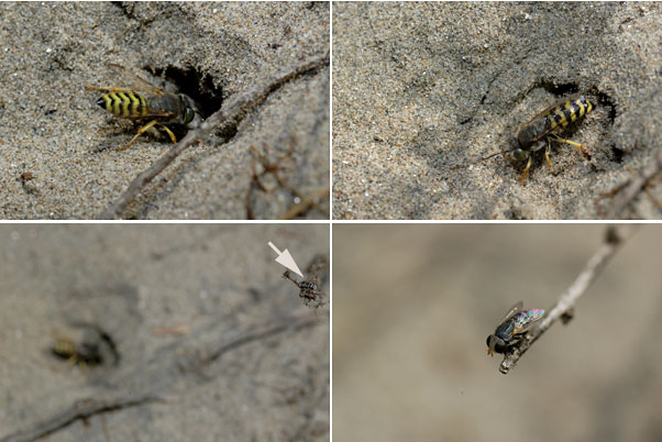 南フランスから戻って（ハナダカバチ・南フランス日記
