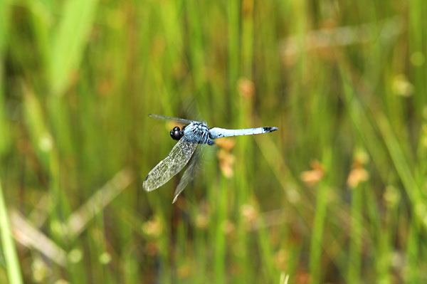オオシオカラトンボのホバリング