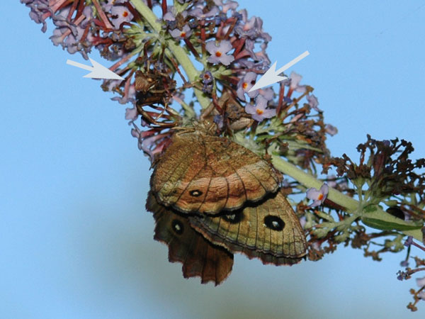 クモにつかまったジャノメチョウ