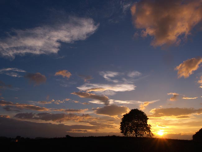 久しぶりのクルミの木