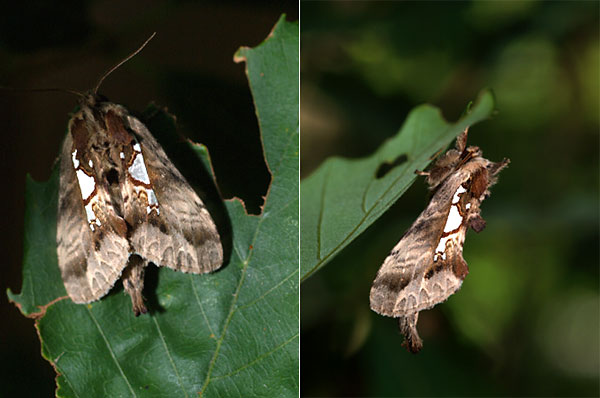 ウスイロギンモンシャチホコ