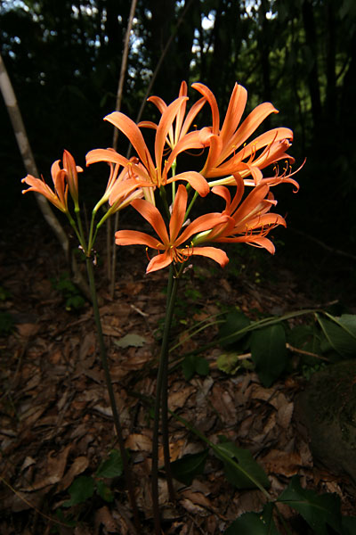 キツネノカミソリ