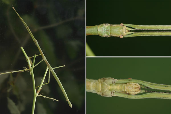 エダナナフシの前脚