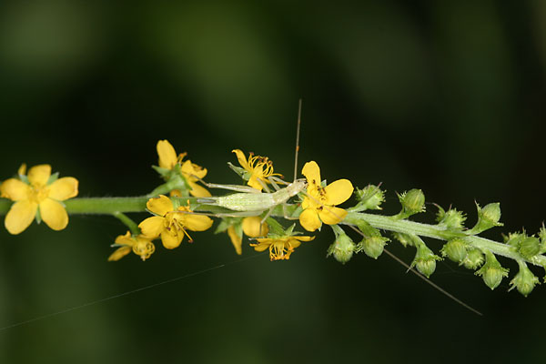 カンタンの幼虫