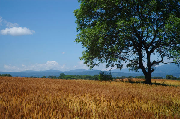 小諸日記番外編（R-D1　第2回）