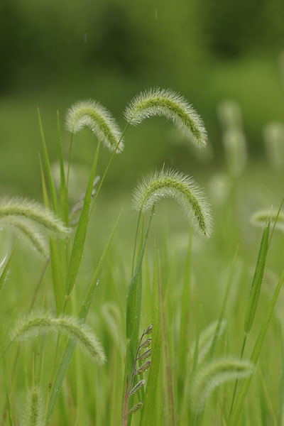 アキノエノコログサ