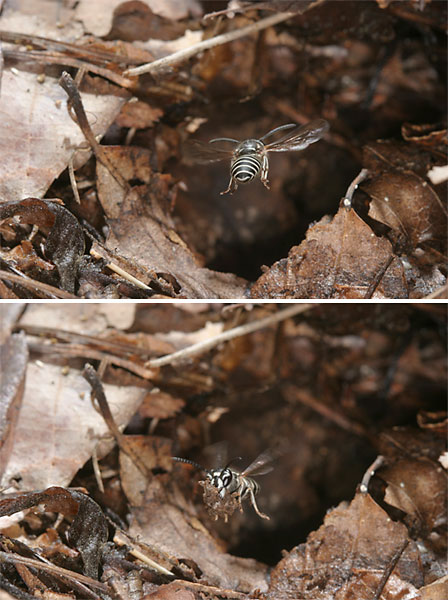 クロスズメバチの巣