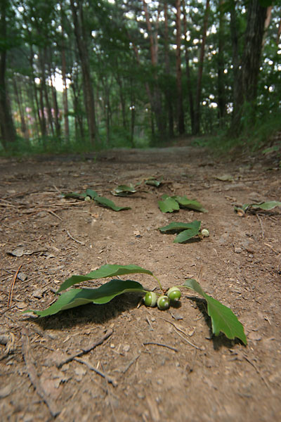 ハイイロチョッキリの落とし物
