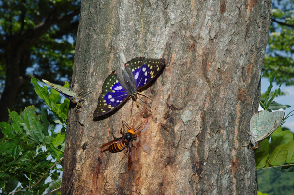 小諸日記番外編（R-D1　第5回）
