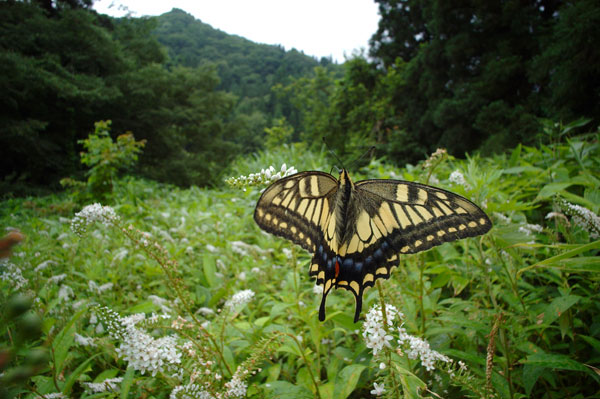 小諸日記番外編（R-D1　第6回）