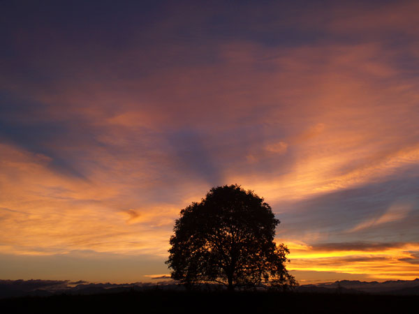 いつものクルミの木（E-1アダプター）