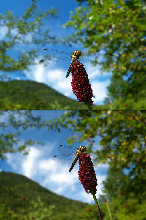 高原のアキアカネ(E-1  Pentax VS Leica)