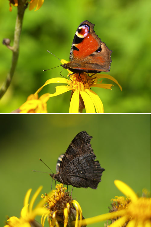 クジャクチョウ(E-1  Pentax VS Leica)