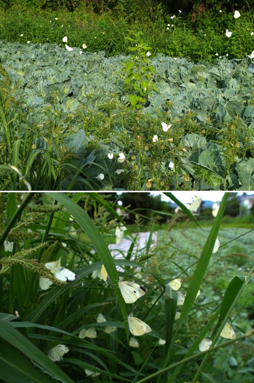 モンシロチョウのいるキャベツ畑