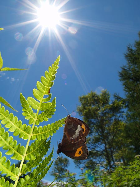 ベニヒカゲの交尾（E-1　Sigma8mm）