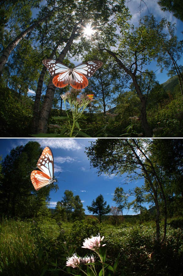 アサギマダラ（E-1　Sigma8mm）