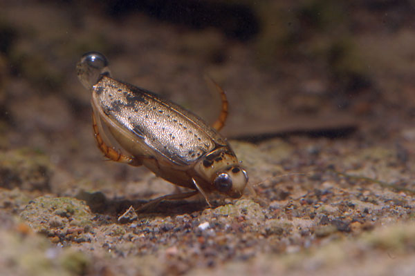 ハイイロゲンゴロウ