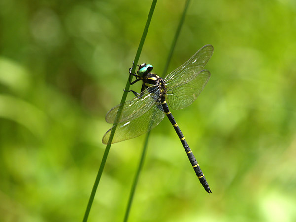 庭のオニヤンマ