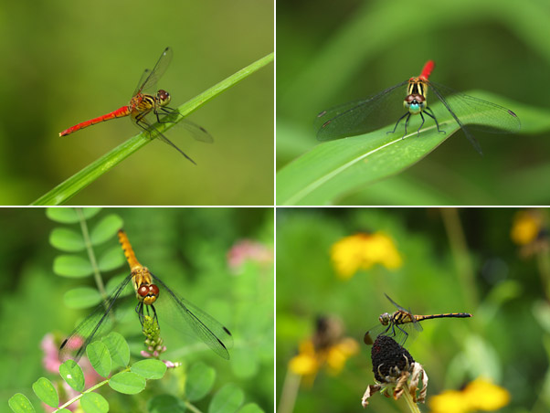 庭のアカトンボ（E-1に各種レンズを付ける）