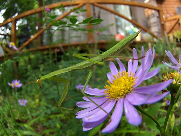 庭のオオカマキリ（E-1　DXニッコール10.5mm）
