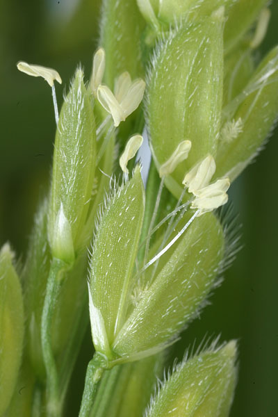 イネの花