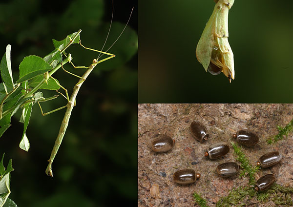 エダナナフシの産卵