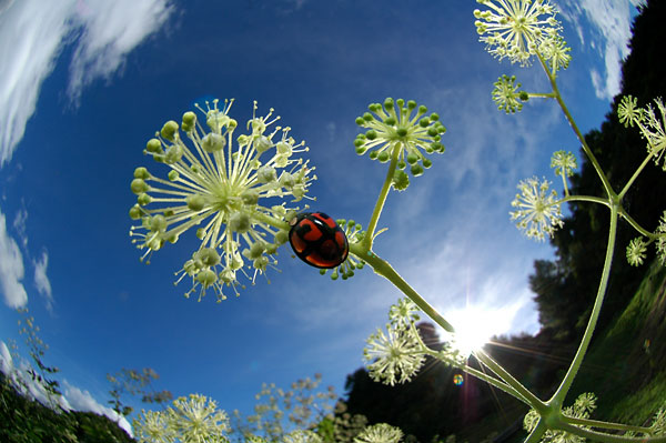 ウドの花とカメノコテントウ