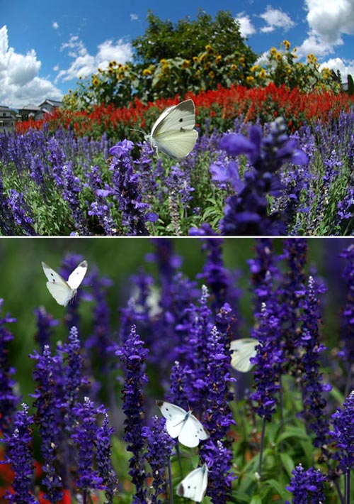 花畑のモンシロチョウ